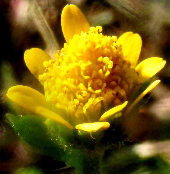 JAEGERIA HIRTA, capitulum showing short ray florets