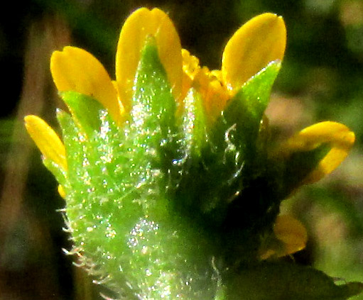 JAEGERIA HIRTA, involucre with trichomes