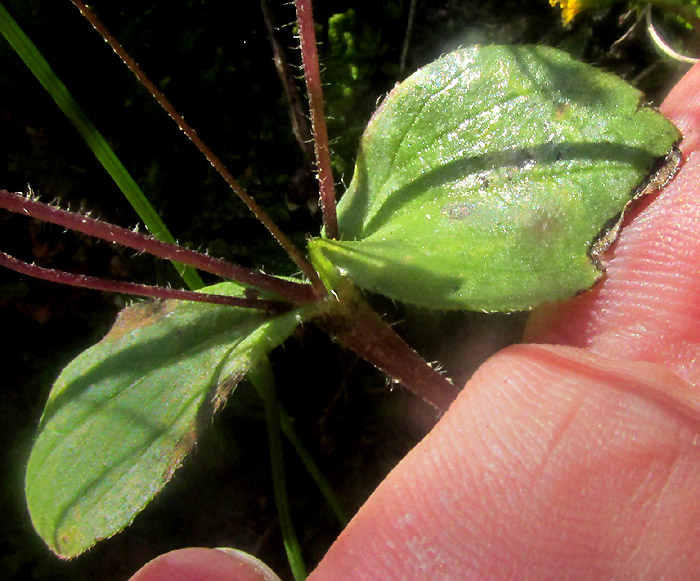 JAEGERIA HIRTA, lower leaves