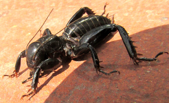 Small Jerusalem Cricket, STENOPELMATUS MINOR