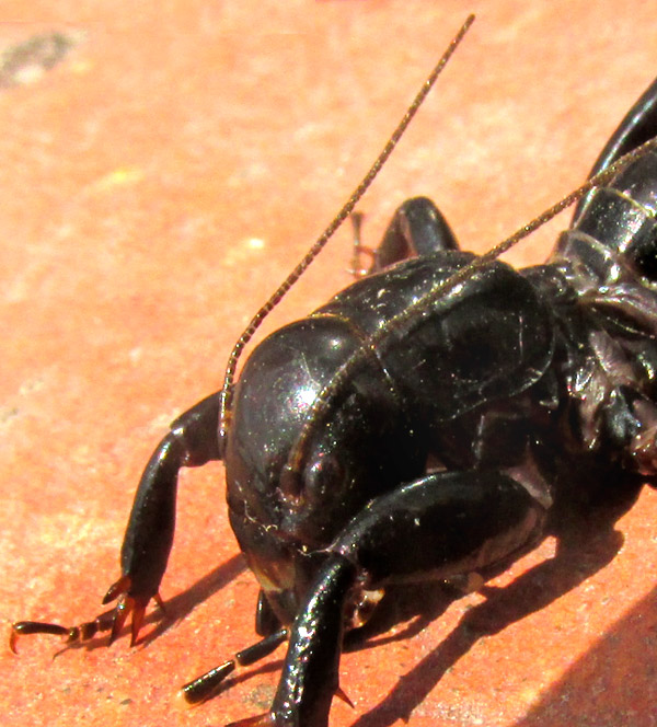 Small Jerusalem Cricket, STENOPELMATUS MINOR, front part close-up