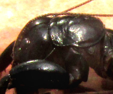 Small Jerusalem Cricket, STENOPELMATUS MINOR, side view of head and pronotum