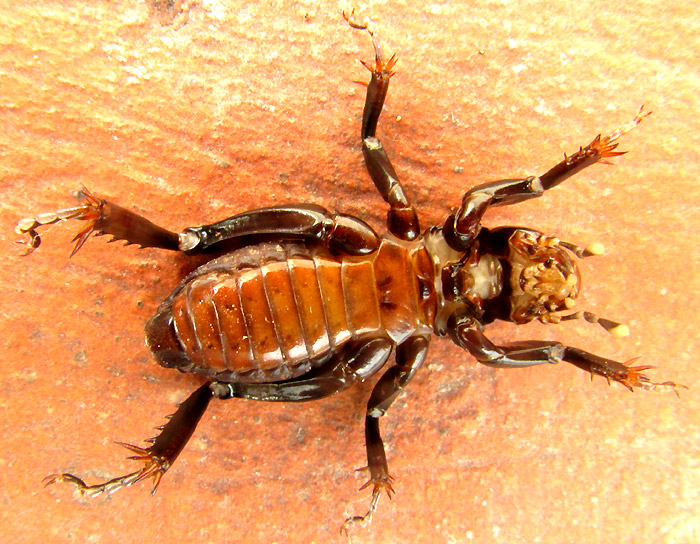 Small Jerusalem Cricket, STENOPELMATUS MINOR, bottom view