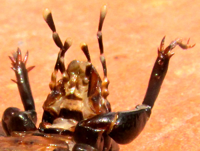 Small Jerusalem Cricket, STENOPELMATUS MINOR, head from below