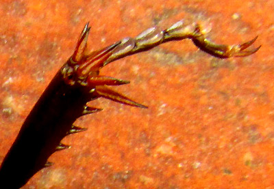 Small Jerusalem Cricket, STENOPELMATUS MINOR, tarsi and tarssal claws on hind leg