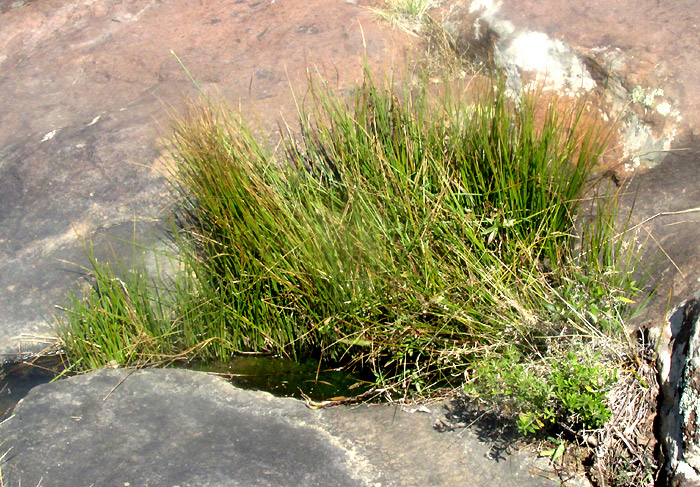 JUNCUS EBRACTEATUS, in habitat