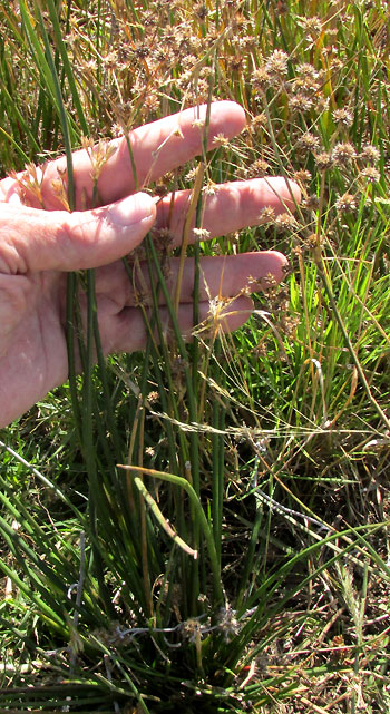 Sharp-fruited Rush, JUNCUS ACUMINATUS, plant in habitat