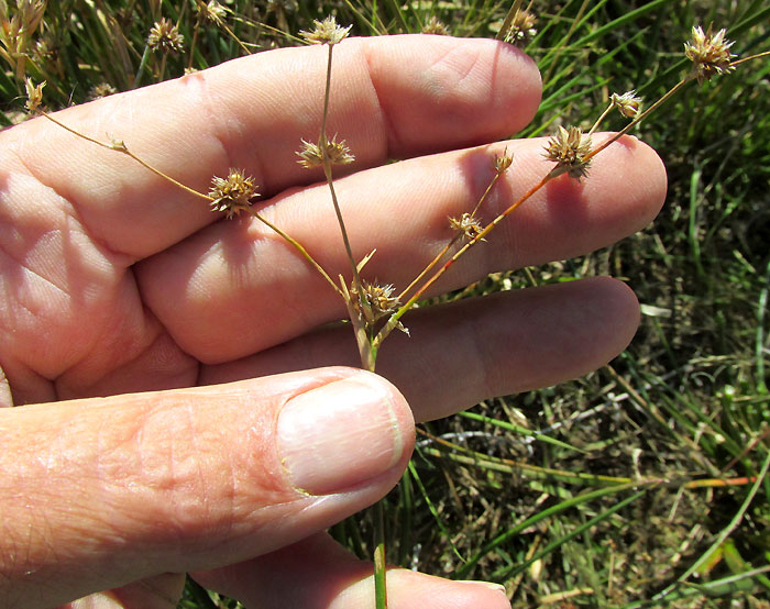 Sharp-fruited Rush, JUNCUS ACUMINATUS, inflorescence