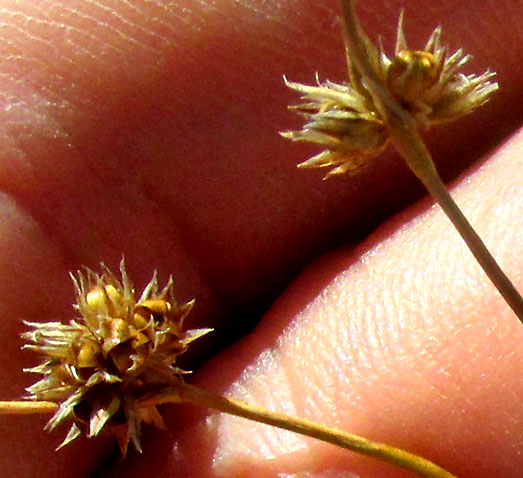 Sharp-fruited Rush, JUNCUS ACUMINATUS, flower heads with split mature fruits