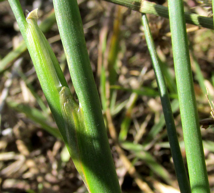 Sharp-fruited Rush, JUNCUS ACUMINATUS, leaf, sheath, auricles