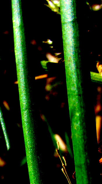 Sharp-fruited Rush, JUNCUS ACUMINATUS, leaf sheath, auricles