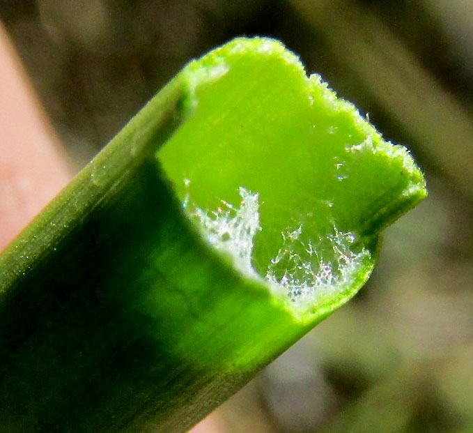 Sharp-fruited Rush, JUNCUS ACUMINATUS, leaf, sheath, auricles