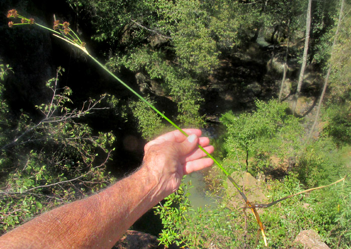 JUNCUS EBRACTEATUS, stem bearing leaf, topped with inflorescence