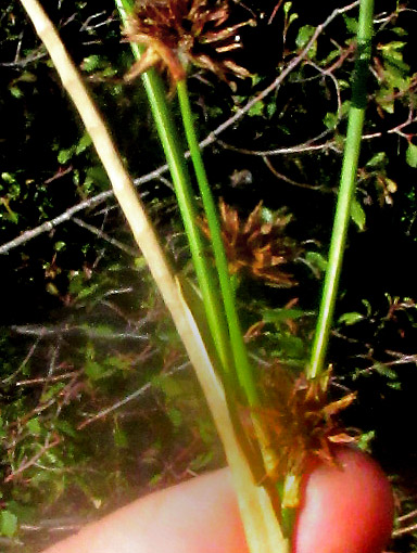 JUNCUS EBRACTEATUS, segmented, cylindrical bract and flowering heads