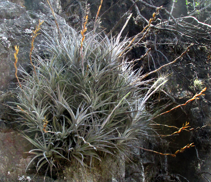 TILLANDSIA KARWINSKYANA on sandstone cliff face