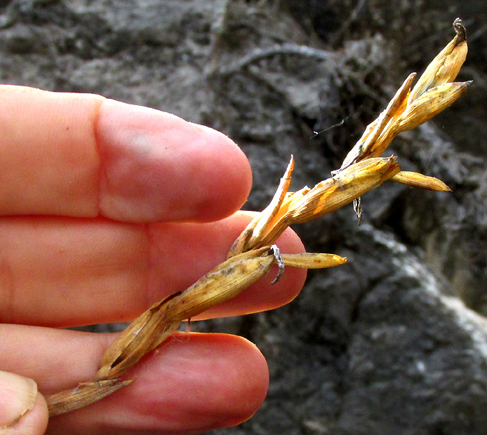 TILLANDSIA KARWINSKYANA inflorescence