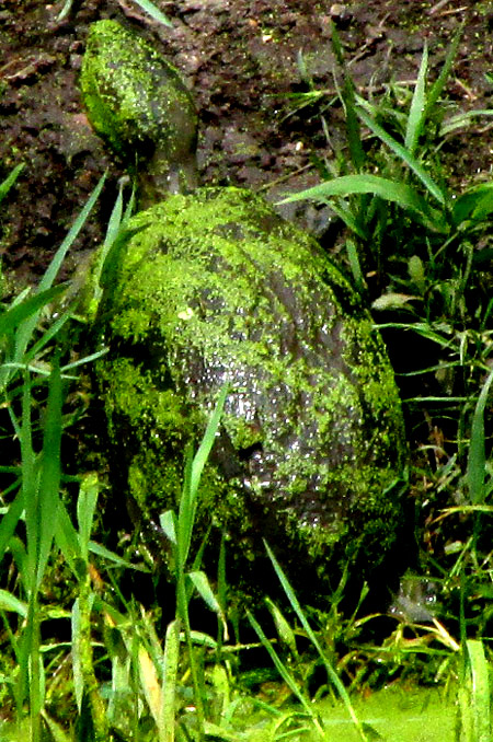 Mexican Mud Turtle, KINOSTERNON INTEGRUM, emerging from pond