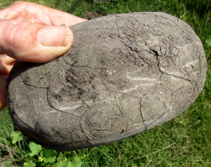 Mexican Mud Turtle, KINOSTERNON INTEGRUM, carapace