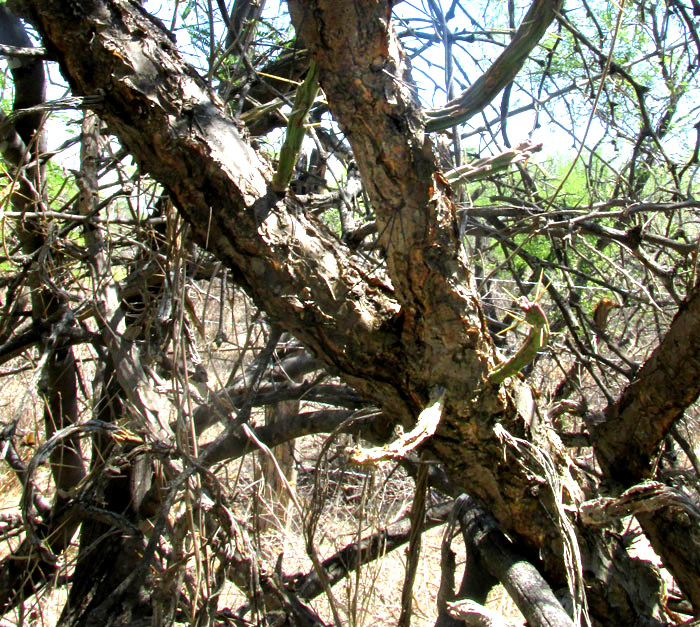 Klein's Pencil Cactus, CYLINDROPUNTIA KLEINIAE, branching stems inside tree