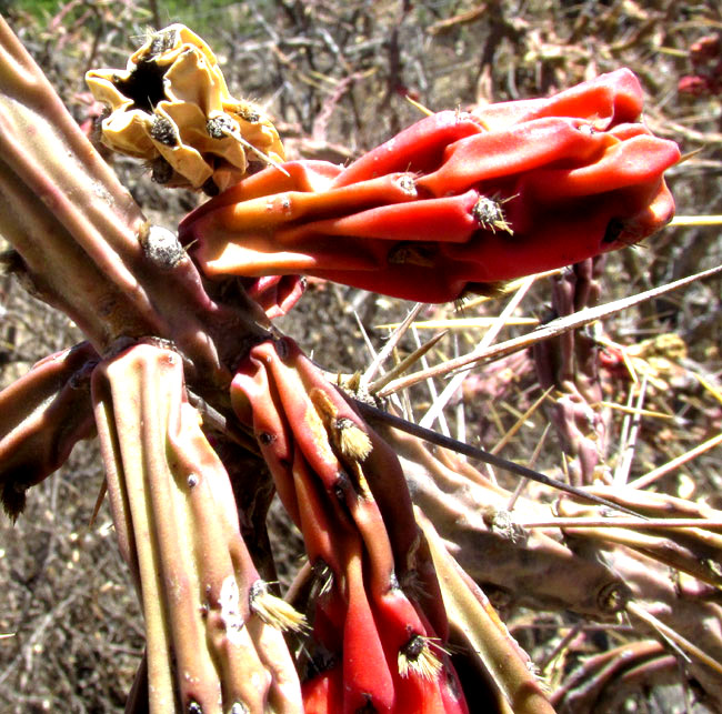 Klein's Pencil Cactus, CYLINDROPUNTIA KLEINIAE, branches inside tree bearing red young stems