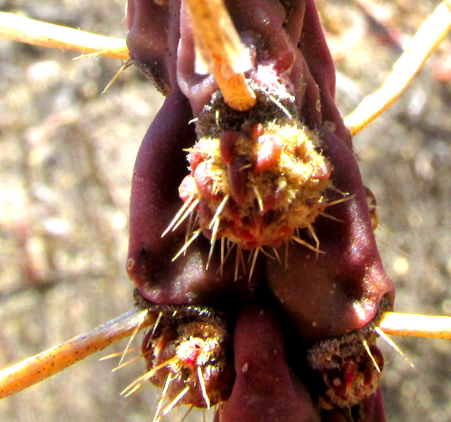 Klein's Pencil Cactus, CYLINDROPUNTIA KLEINIAE, branch tips bearing immature fruits