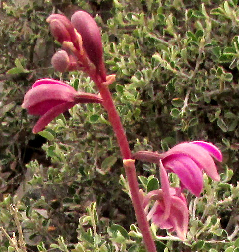 Autumn Flowering Laelia, LAELIA AUTUMNALIS, flowers from side