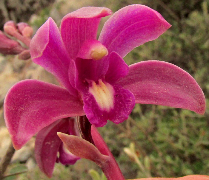 Autumn Flowering Laelia, LAELIA AUTUMNALIS, rose-colored flower from front