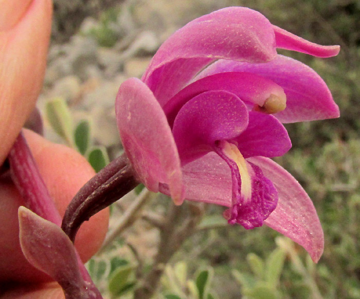 Autumn Flowering Laelia, LAELIA AUTUMNALIS, rose-colored flower from side