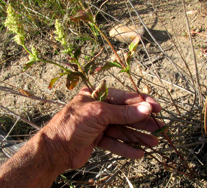 Lambsquarters, CHENOPODIUM ALBUM, flowering in droughty habitat