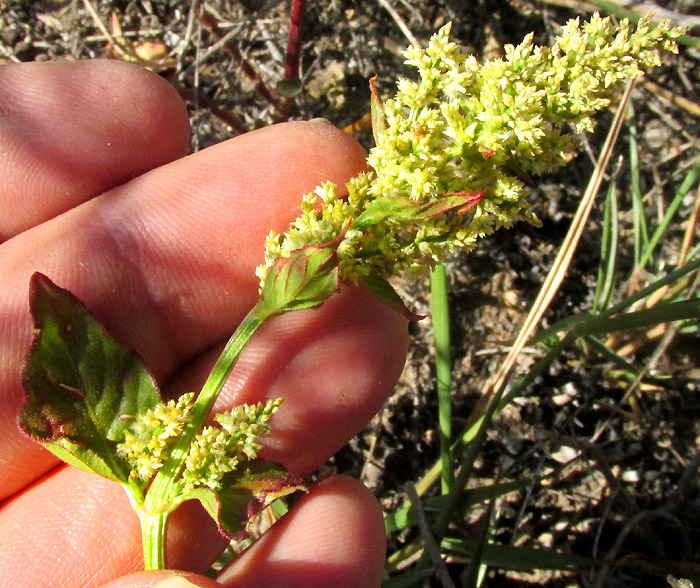 Lambsquarters, CHENOPODIUM ALBUM, inflorescence of glomerules and upper leaves