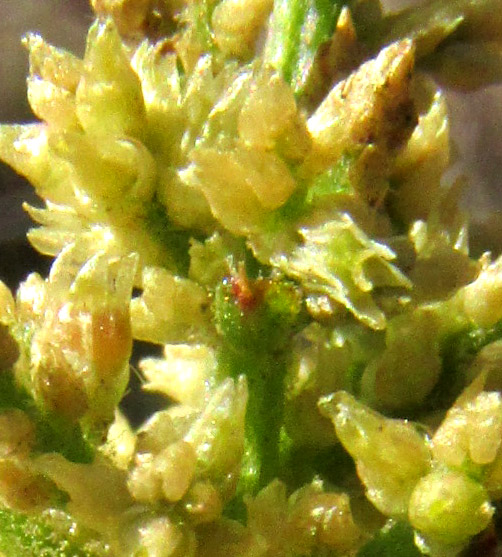 Lambsquarters, CHENOPODIUM ALBUM, inflorescence glomerules