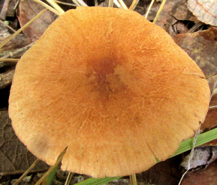 maybe Cucumber Cap, MACROCYSTIDIA CUCUMIS, cap from above