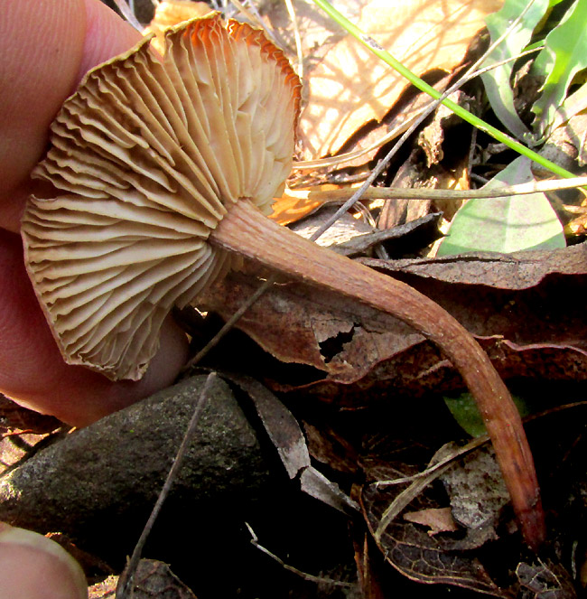 maybe Cucumber Cap, MACROCYSTIDIA CUCUMIS, gills and stalk viewed from below