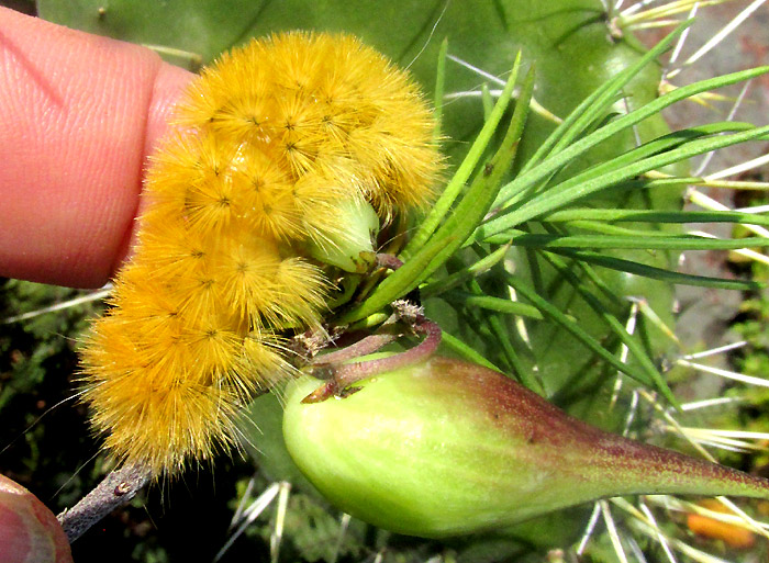 LERINA INCARNATA, caterpillar on Asclepias linaria