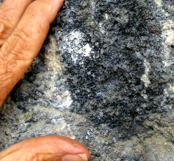 LICEA cf. BELMONTIANA, purplish-black slime mold on rock with hand for scale