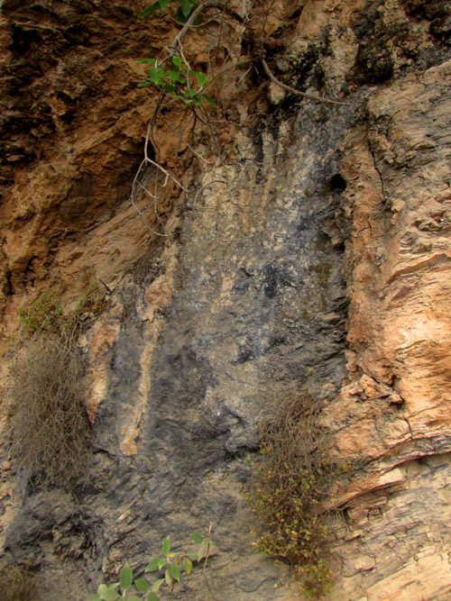 LICEA cf. BELMONTIANA, fault zone of rock shelter occupied by purplish-black slime mold surface