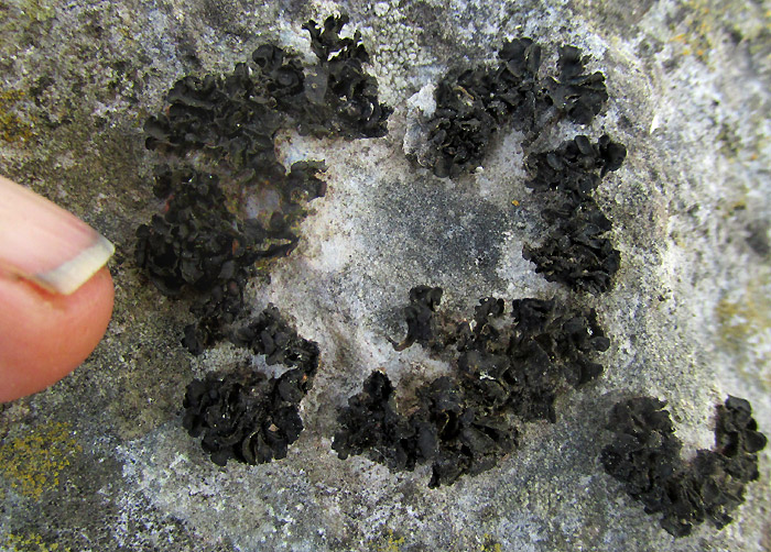 Black Rock Licorice Lichen, LICHINELLA NIGRITELLA, on limestone rock