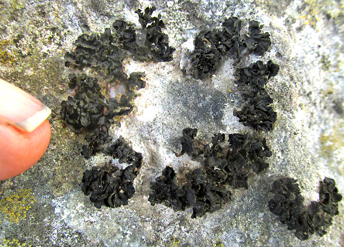 Black Rock Licorice Lichen, LICHINELLA NIGRITELLA, on limestone rock