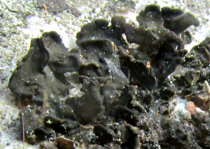 Black Rock Licorice Lichen, LICHINELLA NIGRITELLA, close-up showing isidia