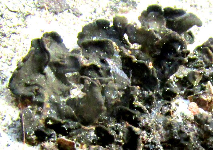 Black Rock Licorice Lichen, LICHINELLA NIGRITELLA, close-up showing isidia