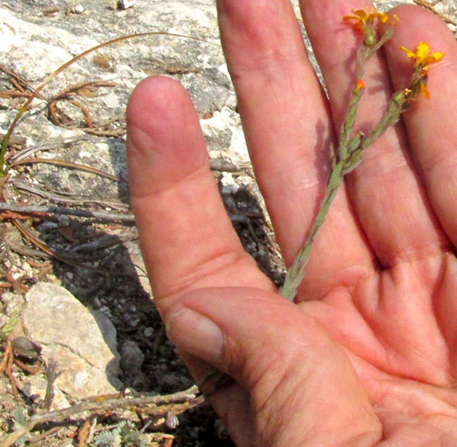 LINUM SCABRELLUM