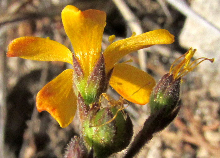 LINUM SCABRELLUM, flower from side