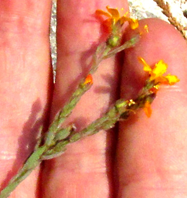 LINUM SCABRELLUM, inflorescence