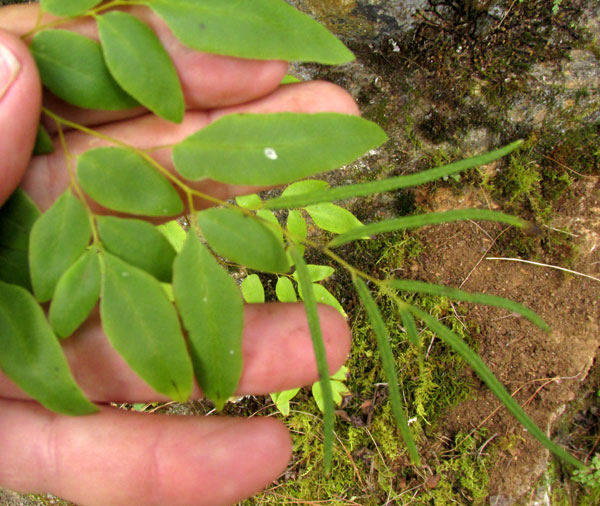 LlAVEA CORDIFOLIA, fertile segments