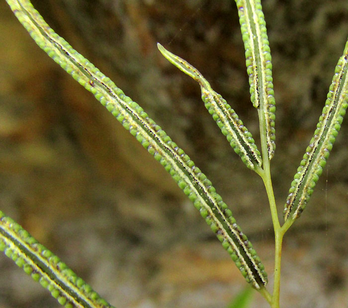 LlAVEA CORDIFOLIA, fertile segments