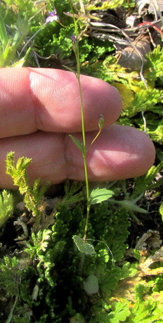 LOBELIA VOLCANICA, in habitat