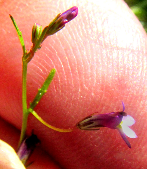 LOBELIA VOLCANICA, inflorescence