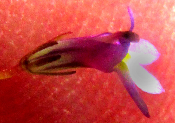 LOBELIA VOLCANICA, flower from side