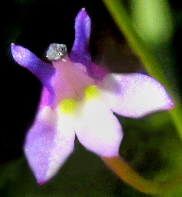 LOBELIA VOLCANICA, inflorescence