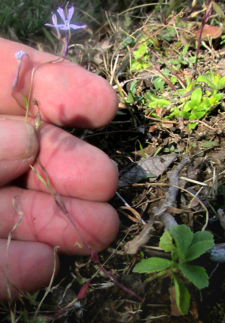 LOBELIA DIVARICATA, in habitat